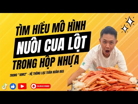 Video Tìm Hiểu Mô Hình Nuôi Cua Trong Hộp Nhựa trong Nhà... - youtube