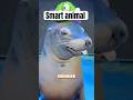 Smart funny animals | funny|😂 #short