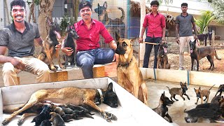 அம்பானி TO அமெரிக்கா Sale | belgian malinois | puppies | dogs for sale | K9  Indian Army