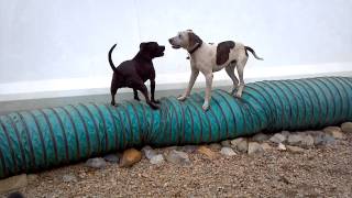 Jessie And Bella Playing At Flying Fur