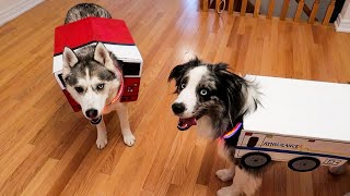 Best Dog Halloween Costume by Lunatic the Husky and April 7,026 views 4 years ago 41 seconds