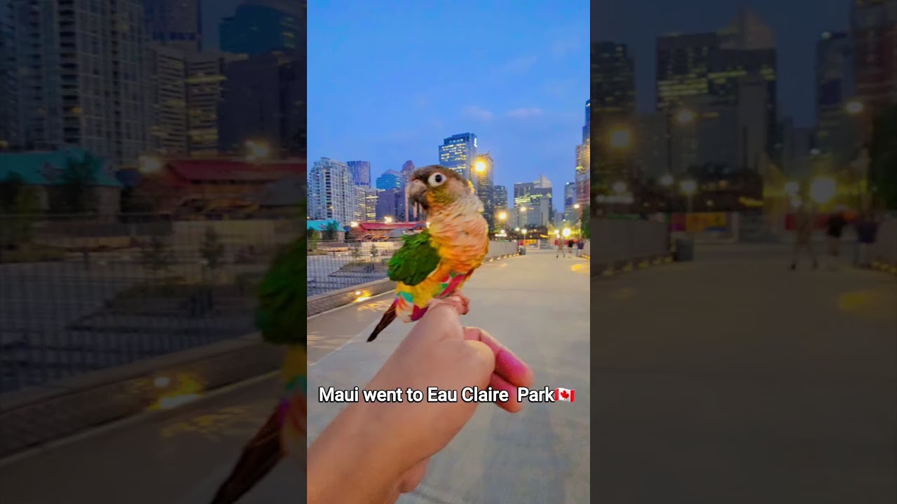 Evening stroll at Eau Claire Park🦜 