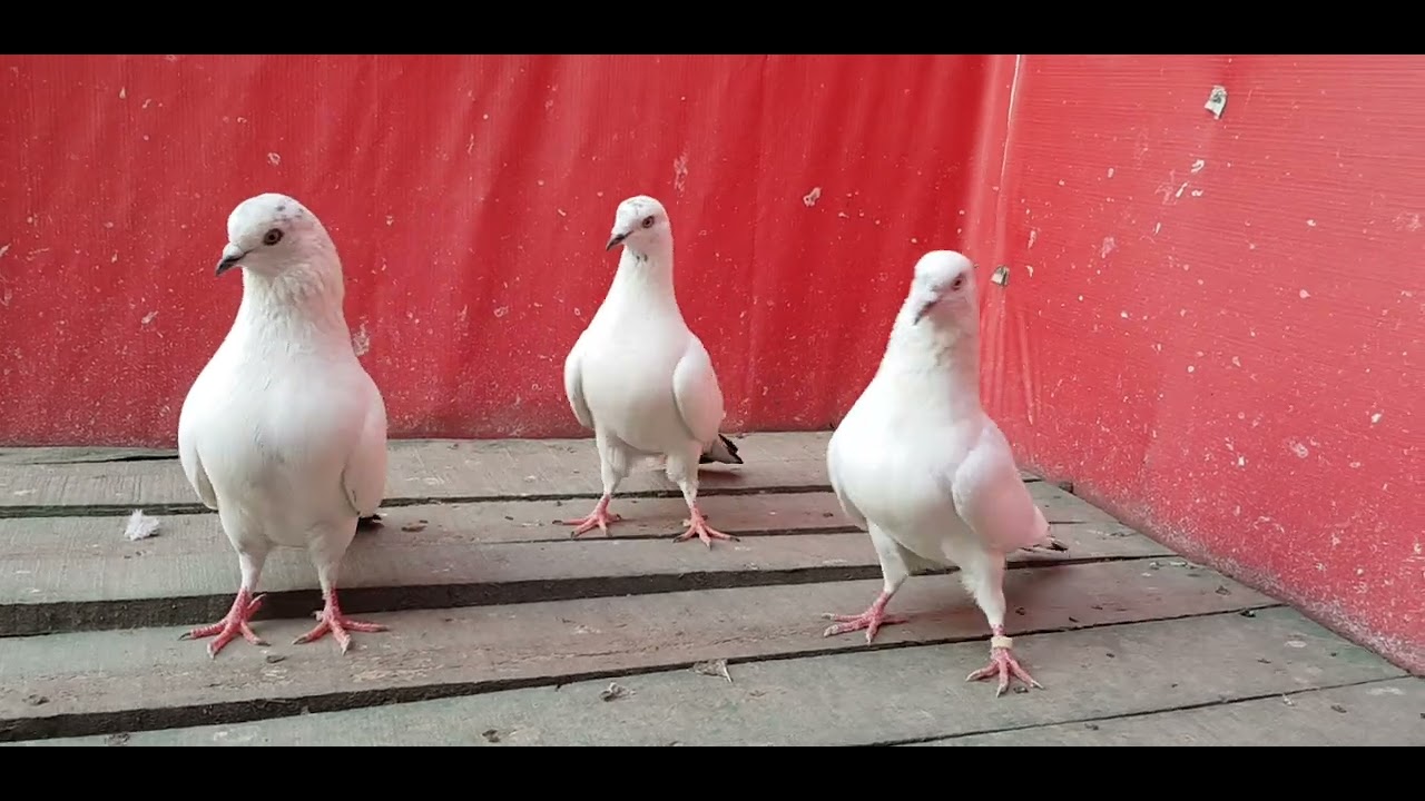 neelduby 3 kabootr for sale in faisalabad ali(03106058000.watsap)