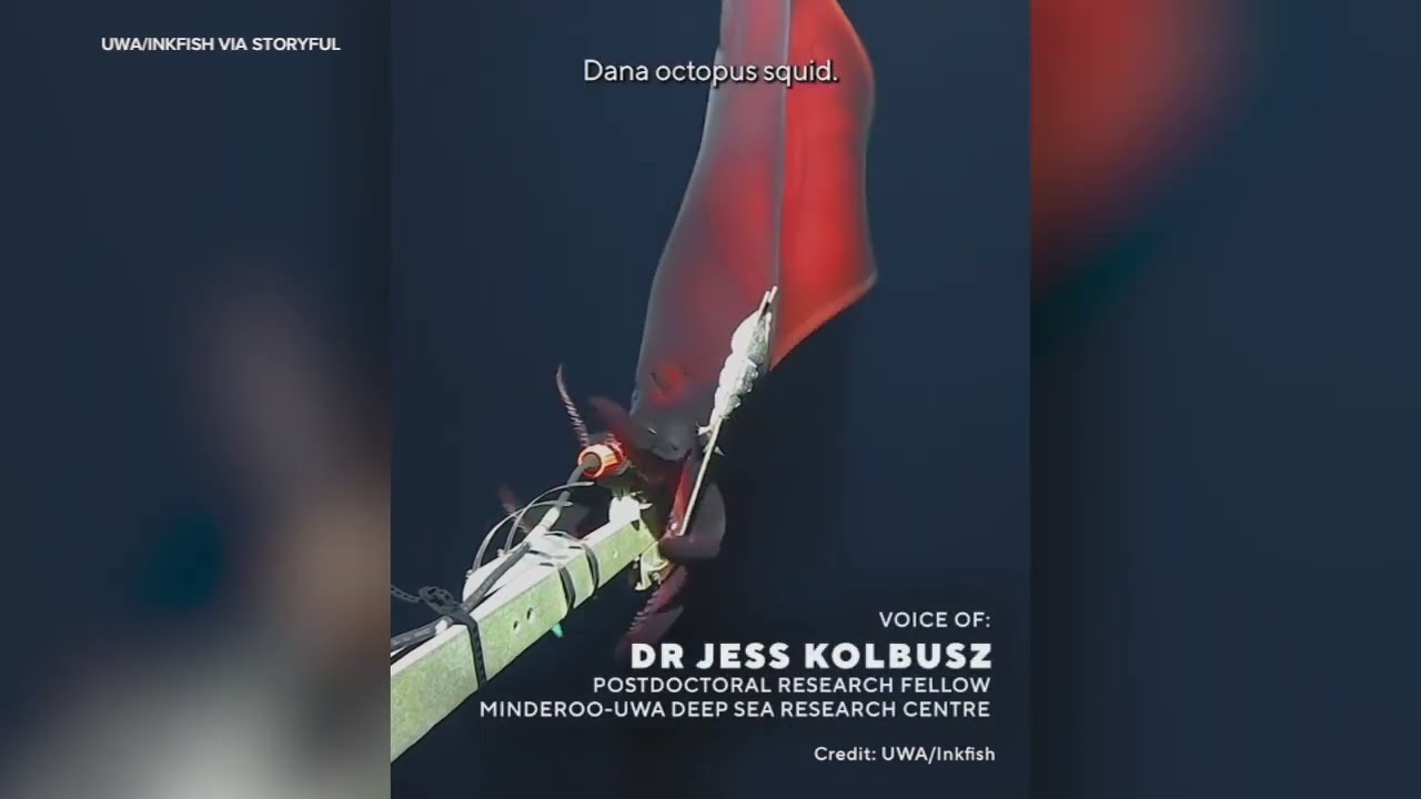 Rare deep-sea squid lunges at underwater camera