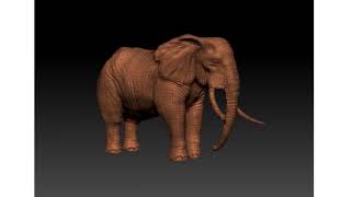 Elephant - 3D Modeling - ZBrush