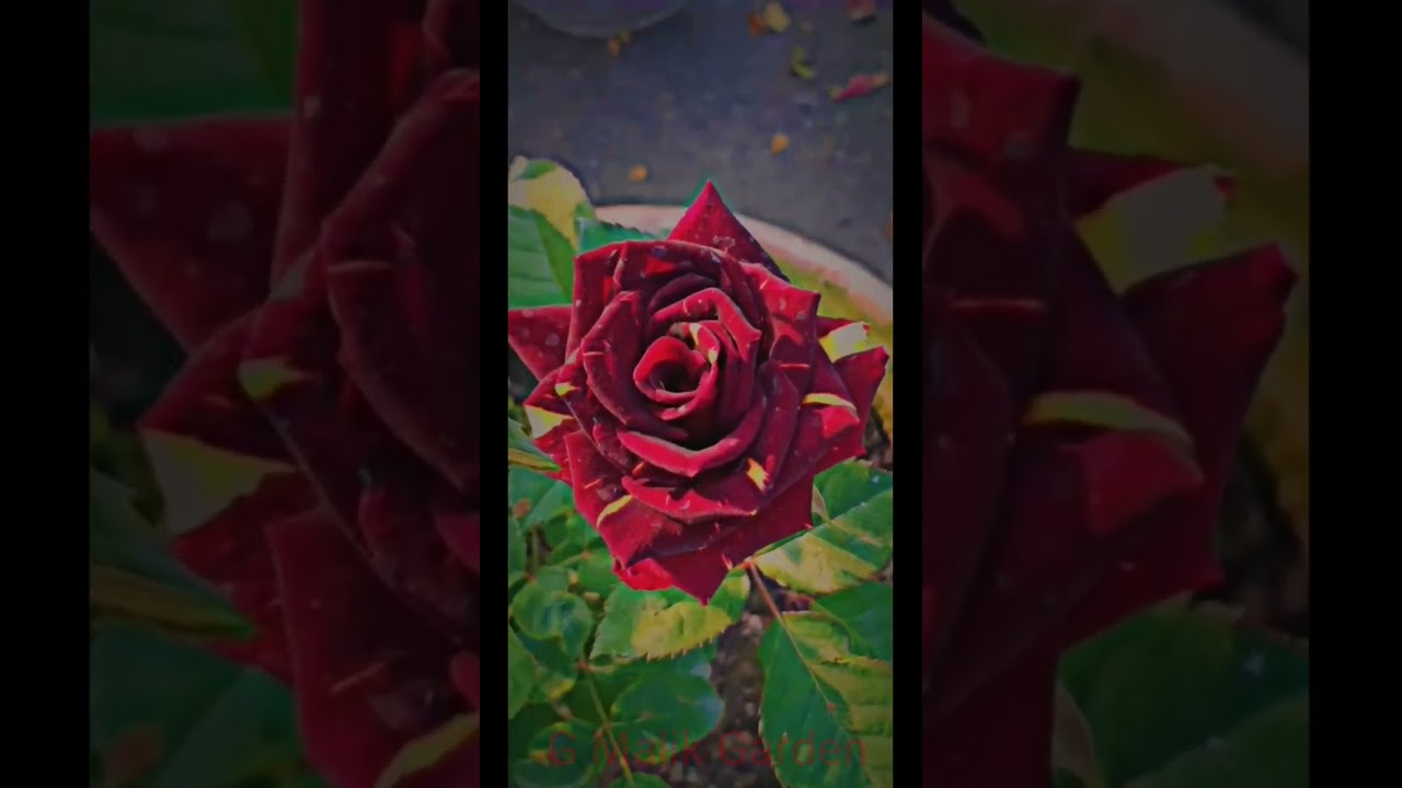 Abra Ka Dabra Rose Flower | Beautiful Rose Plant | 