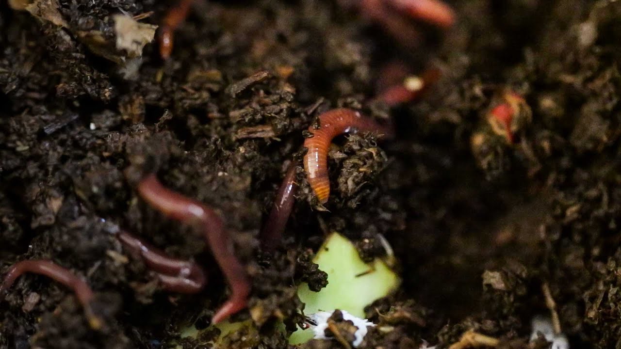 Worm Petting Zoo