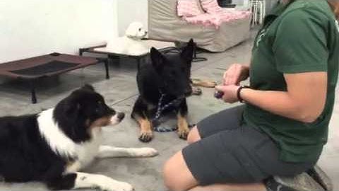 Redirected Aggression - Clicker training protocol