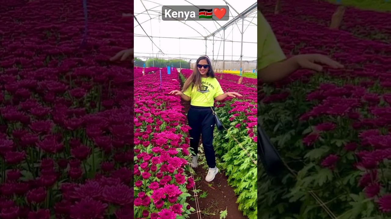 flower plantation in Kenya🇰🇪❤️ 
