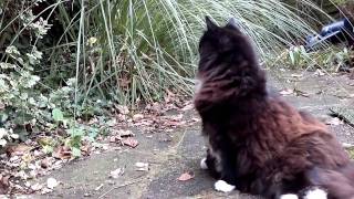 Nokia C7 Sample Video 1