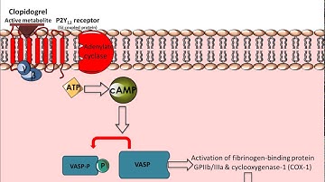 Clopidogrel - Mechanism of Action