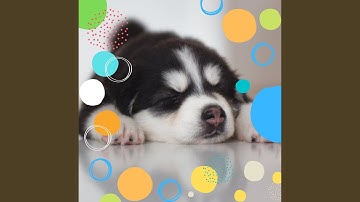 Pulsating Ambiance for Keeping Your Dog Entertained