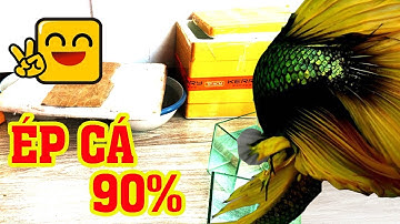 ✅ Chia sẻ cách ép cá betta đạt hiệu quả cao-các bô lão