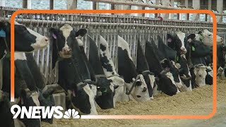 Colorado Dairy Farms Using Methane To Heat Homes
