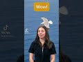 What an incredible bird! #seagull #space #wow