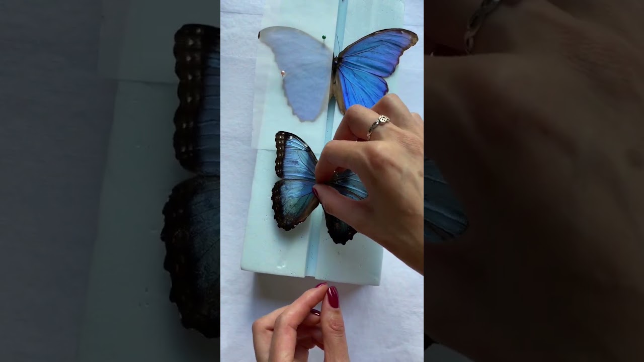 Preserving a dead Morpho helenor butterfly 