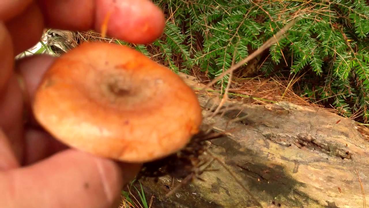 Delicious Lactarius (orange latex milky)
