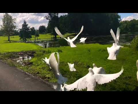 White Dove Memories of Tennessee ~ Professional White Dove Releases