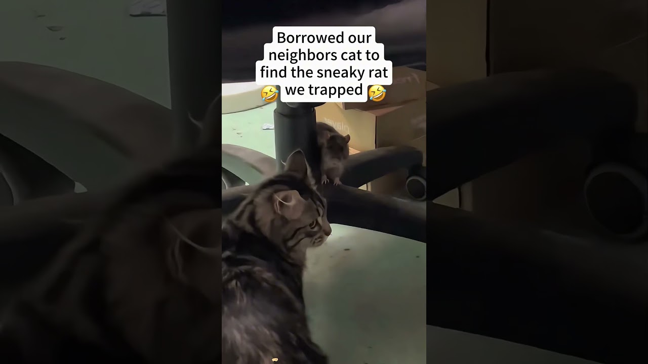 Cat and mouse 🐁🐱