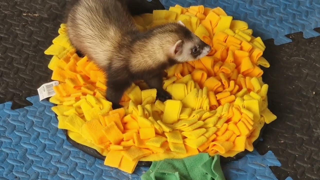 Ferrets Enjoy a Snuffle Spot | Enrichment Sessions for Dogs Near Johnshaven, Montrose