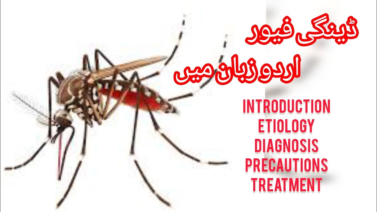 Dengue fever in Urdu language...by medical points