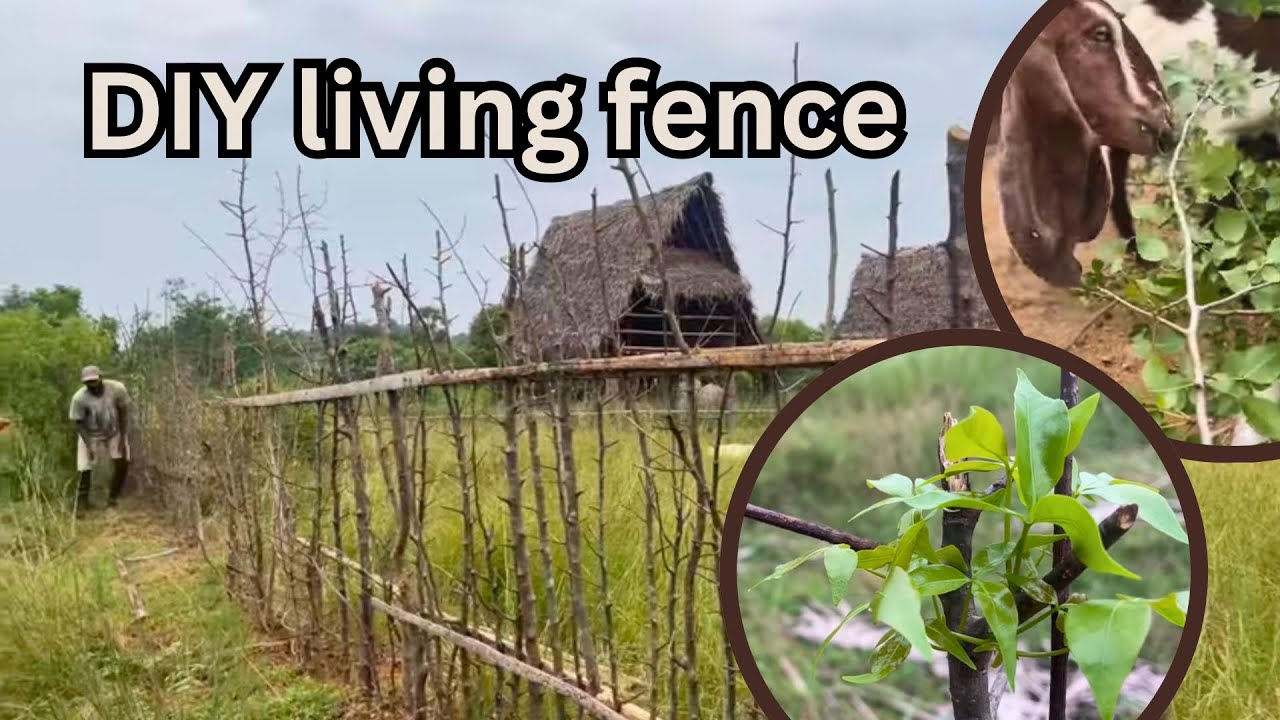 DIY living fence installation | Kiluvai living fence | கிளுவை உயிர் வேலி