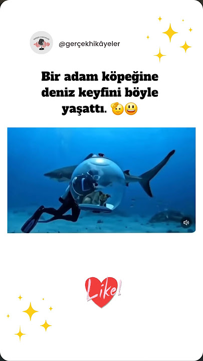 Köpeğin deniz keyfi!