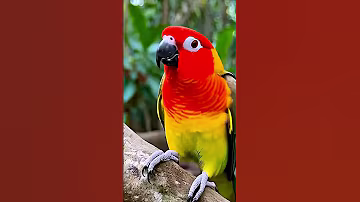 Amazing video for The Dusky Lory is a small parrot that boasts a striking appearance with its bright