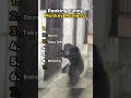 Ranking funny monkey moments