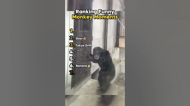 Ranking funny monkey moments