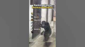 Ranking funny monkey moments