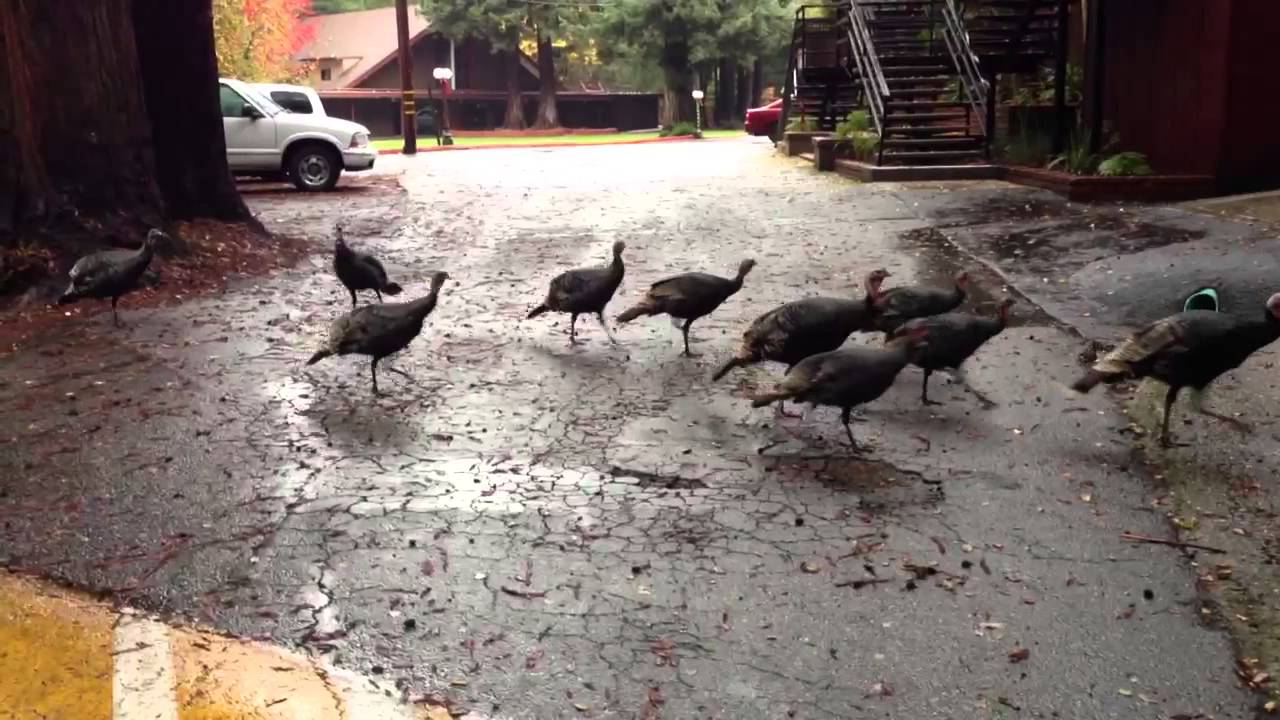 Mission Springs turkey crossing!