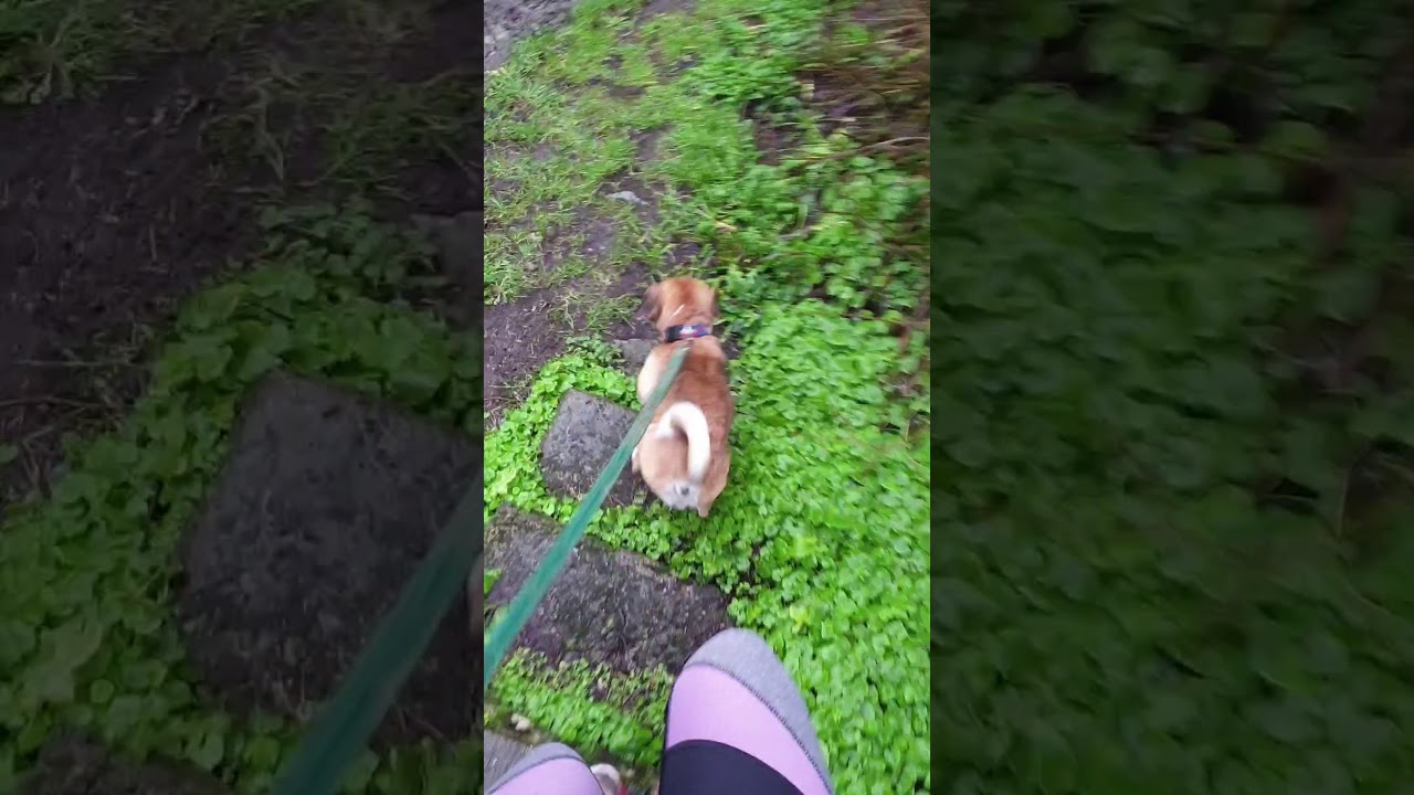 Jogging on through Storm Christoph 🏃‍♀️🐕