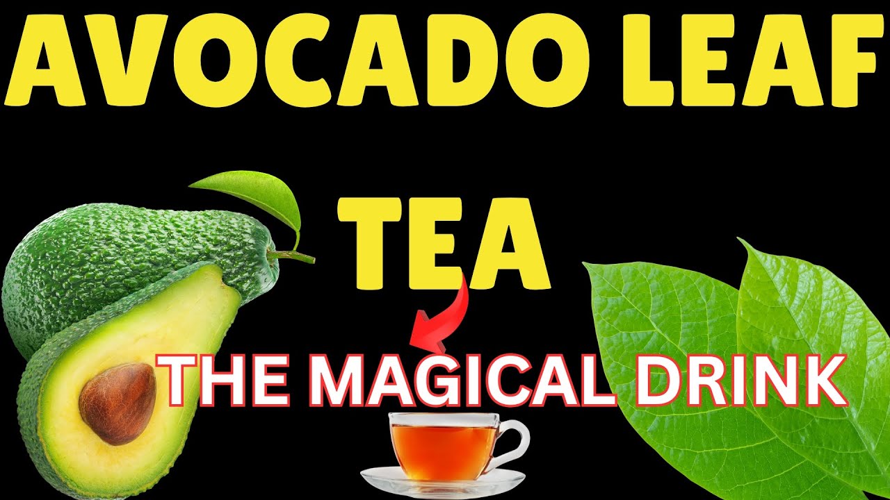 Why you should drink Avocado Leaf Tea daily– Health Benefits of Avocado Leaf Tea.