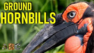 Ground hornbill - A top predator bird
