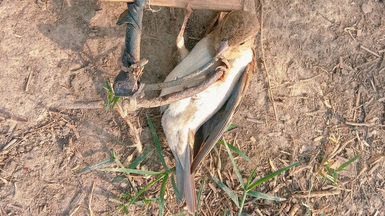 How To Catching Birds Amazing Technology Creative |  Hunt Birds Tv