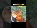いつも倒れている馬