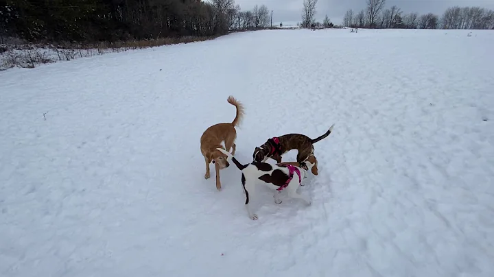 Axel, Nellie, Harper and Paisley