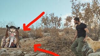 Download Lagu mojod marmoz kuhostan baghenar | taqib shabaneh mohsan mard eshayeri!#موجود  MP3