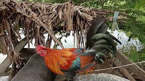 Coj peb mu saib tu cov qaib qu f2