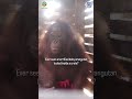 Terrified Baby Orangutan Locked in Crate #animals #orangutans #animalrescue
