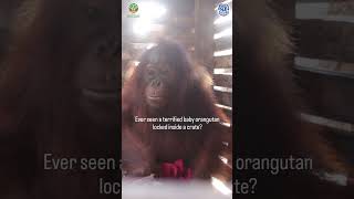 Terrified Baby Orangutan Locked in Crate #animals #orangutans #animalrescue