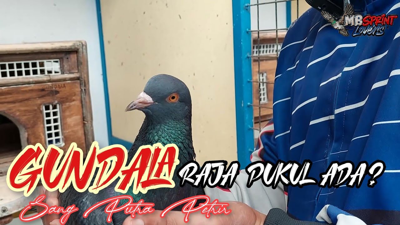 TEMPATNYA INDUKAN ISTIMEWA | TEAM FAMILI SUMEDANG