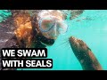 SWIMMING with 8000 SEALS | What it COSTS and where to do it | VLOG #092