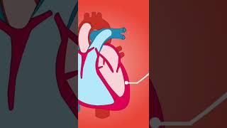 Function Of Heart | #shortfeed #shortvideo #youtubeshorts @NirdoshTechOnco