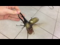 Largest beetle in the world flies 
