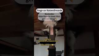 Maine Coons sind verrückt. Und Mara liebt ihr Fachwerk🤣🫶 #katzenvideo #cat #coonietipps #katze #fun
