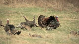 South Dakota Turkey Action
