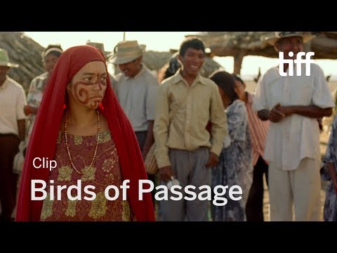BIRDS OF PASSAGE Clip | TIFF 2018