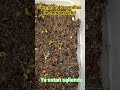 Germinando semillas de Cempasúchil. —. #shorts.